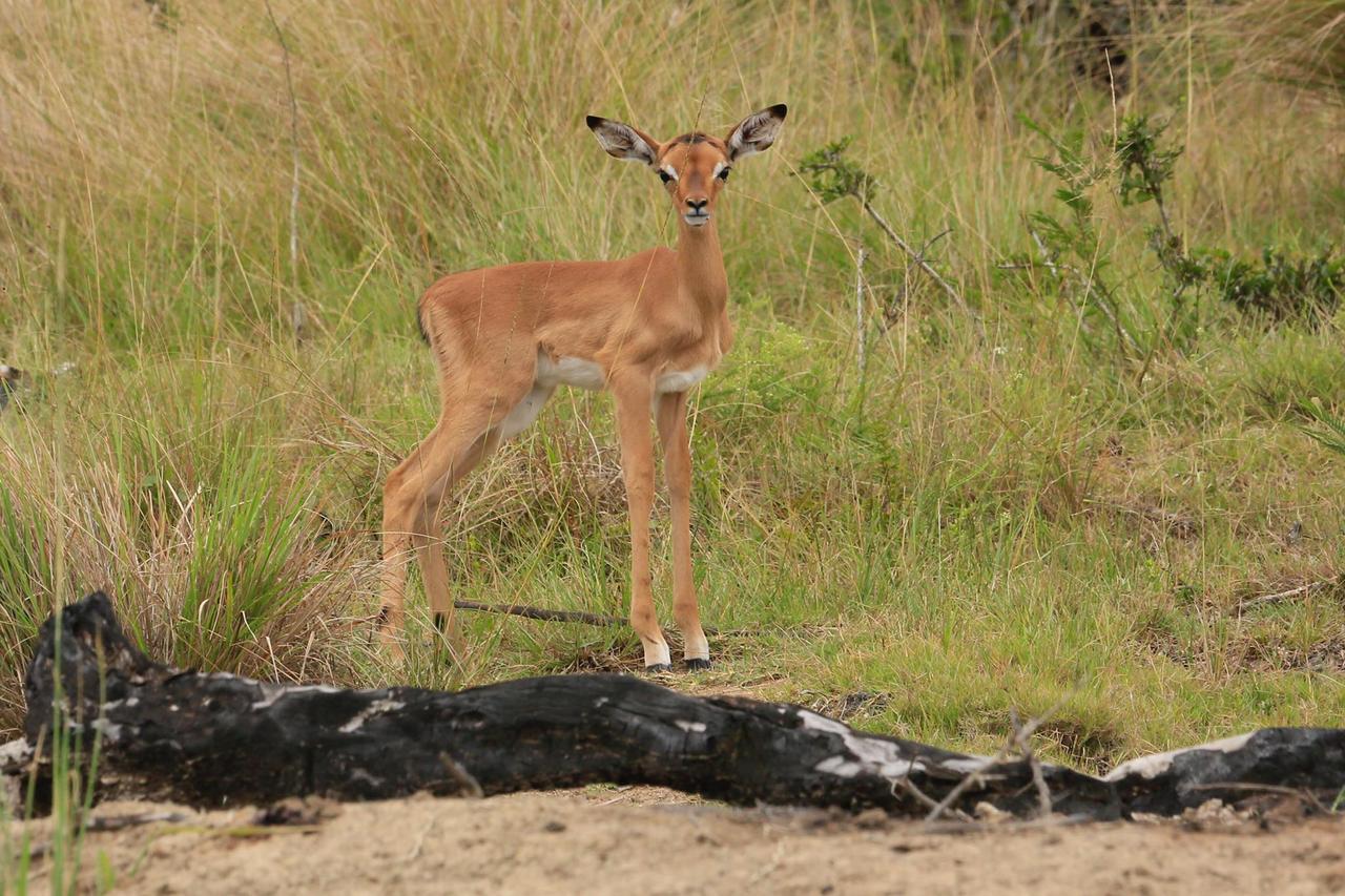 Horseshoe Game Reserve East London Exterior foto