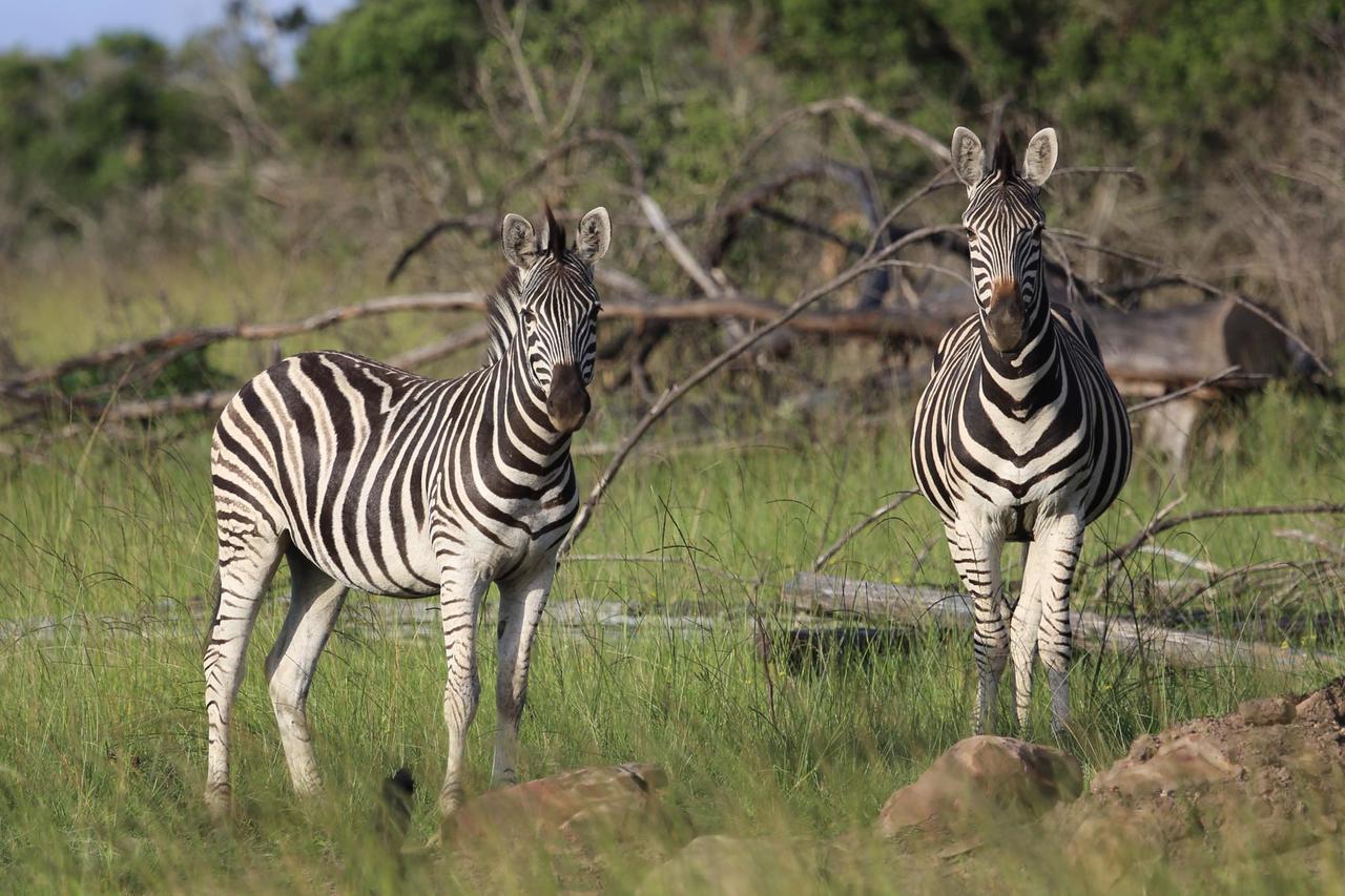 Horseshoe Game Reserve East London Exterior foto
